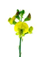 dichtbij omhoog van crotalaria spectabilis fabriek. foto