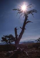 een dood boom in de midden- van een veld- foto