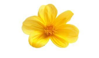 geel geïsoleerd bloem foto