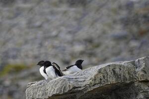 dik gefactureerd Murren, uria Lomvia, of brunnich zeekoeten Aan steen, hinlopen zeestraat, Spitsbergen eiland, Spitsbergen archipel, Noorwegen foto