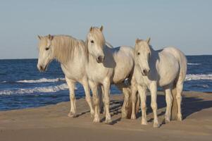 camargue paarden Aan de strand, boches du Rhoon, Frankrijk foto