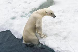 polair beer, ursus maritimus, zwemmen en krijgen uit van water, Spitsbergen archipel, Noorwegen foto