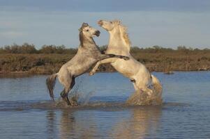 camargue paarden hengsten vechten in de water, boches du Rhoon, Frankrijk foto