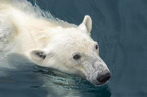 polair beer, ursus maritimus, zwemmen, Spitsbergen archipel, Noorwegen foto