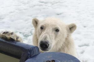 polair beer, ursus maritimus, proberen naar beklimmen een expeditie schip, Spitsbergen archipel, Noorwegen foto