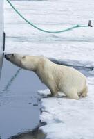 nieuwsgierig polair beer, ursus maritimus, springt Aan schepen romp en proberen naar invoeren door een patrijspoort, Spitsbergen archipel, Noorwegen foto