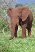 Afrikaanse struik olifant, loxodonta afrikaan, gedekt met rood bodem wandelen in de savanne, kwazulu natal provincie, zuiden Afrika foto