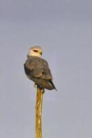 zwart gevleugeld vlieger, elanus caeruleus, neergestreken Aan een tak, kwazulu natal provincie, zuiden Afrika foto