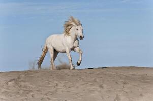 camargue paard rennen Aan de strand, boches du Rhoon, Frankrijk foto