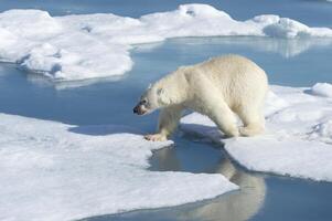 mannetje polair beer, ursus maritimus, wandelen Aan de pak ijs, Spitsbergen eiland, Spitsbergen archipel, Noorwegen, Europa foto