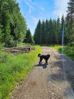 Woud pad met bomen Bij de kant. hond Aan een wandelen. landschap foto van Zweden