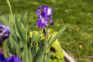 een keer deze blauw gebaard iris bloesem opent omhoog de bloem bochten Purper binnen een dag of zo foto