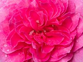delicaat Yuzen roos bloemblaadjes net zo natuur achtergrond foto