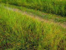 wild gras en ochtend- heerlijkheid in de kanaal foto