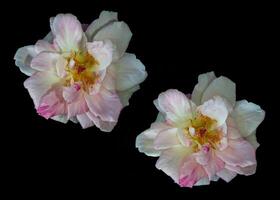 de delicaat bloemblaadjes van een verwelken sakura gasumi roos foto