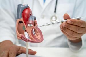 cardiovasculair ziekte cvd, Aziatisch dokter Holding menselijk anatomie model- voor leren en traktatie hart ziekte. foto