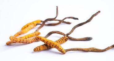 cordyceps of ophiocordyceps sinensis paddestoel kruid is schimmel voor gebruikt net zo geneeskunde Aan wit achtergrond. foto