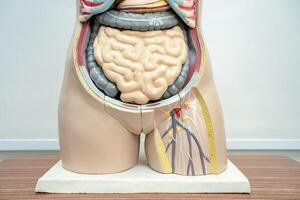 menselijk penis met darm in vrouw lichaam model- anatomie voor medisch opleiding Cursus, onderwijs geneeskunde onderwijs. foto