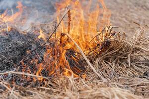 droog gras brandend in weide Bij lente. brand en rook vernietigen allemaal dieren in het wild foto