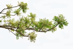 Siamees neem boom heeft luchtig verbinding bladeren. de bladeren zijn zacht, glimmend groente. de bloemen verschijnen in clusters Bij de loopt af van de takken terwijl de jong bladeren zijn zacht wit. foto