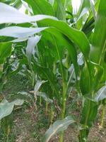 een veld- van maïs is groeit in de midden- van een veld- foto