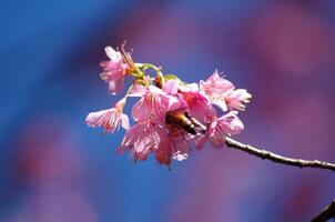 faya suea krong bloem een detailopname van een roze bloem met een gesmolten achtergrond foto