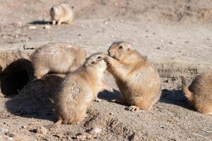 prairie honden zoenen door hol foto