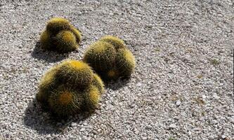 vat biznaga cactus in Mexico tuin met ruimte voor tekst foto