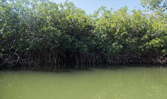 mangrove Woud in guerrero, Mexico met ruimte voor tekst foto
