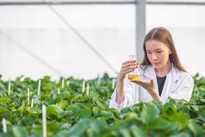 wetenschapper werken in biologisch landbouw boerderij Onderzoek nieuw chemisch formule extract van fabriek voor medisch concept. foto