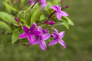 Filippijns-violet, tropisch kanakaambaram, barleria cristata foto