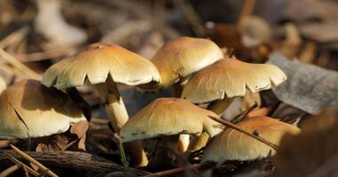champignons in de wild Woud in herfst seizoen. detailopname foto