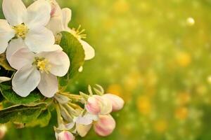 vervaagd. de lente. bloeiende Afdeling appel. natuur foto