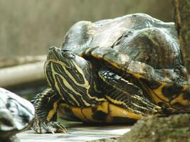 een dichtbij omhoog schot van een rood oren schildpad, trachemie scripta elegant, resting in zonlicht. geschilderd schildpad is een reptiel bekend naar worden een huisdier voor sommige hobbyist. foto