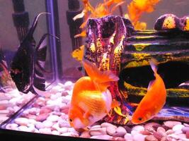 gemeenschap van een sier- vis Aan een zoetwater tank. engel vis, goud vis zwemmen Aan Doorzichtig water met decoratief planten. foto