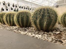 rij van cactus foto