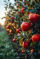 ai gegenereerd vers appels in appel bomen in de ochtend- foto