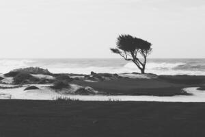eenzaam boom Aan de oceaan strand in zwart en wit foto