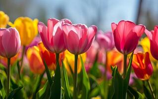 ai gegenereerd tulp bloemen bloeien in natuur in voorjaar foto