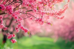 ai gegenereerd voorjaar achtergrond met mooi roze kers bloesems foto