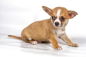 chihuahua puppy in voorkant van wit achtergrond foto