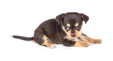 chihuahua puppy hond foto