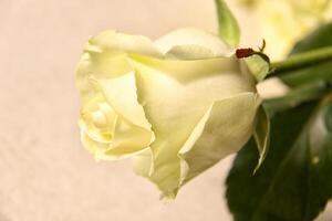 witte roos bloem foto