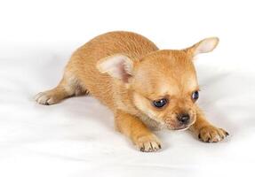 schattig klein chihuahua puppy zittend Aan wit op zoek Bij camera geïsoleerd foto