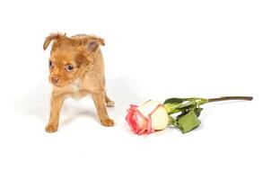 chihuahua puppy in studio foto