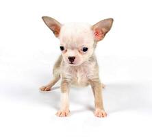 grappig puppy chihuahua poses foto