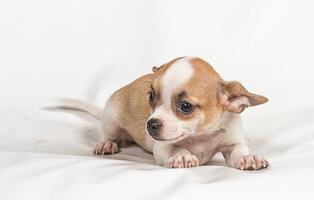 chihuahua pup op witte achtergrond foto