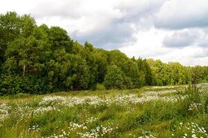 groen park, Woud achtergrond foto