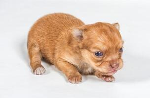 chihuahua pup op witte achtergrond foto