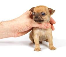 grappig puppy chihuahua poses foto